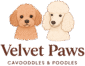 Velvet Paws Cavoodles and poodles